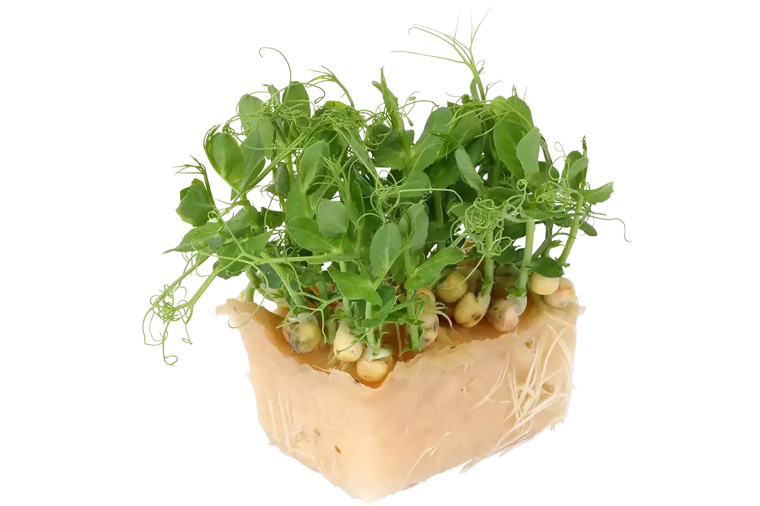 Affilla cress single stuk 1